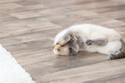 Trixie Matatabi Stokje Met Franjes